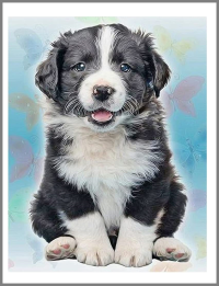 Border Collie Puppy Diamond Painting
